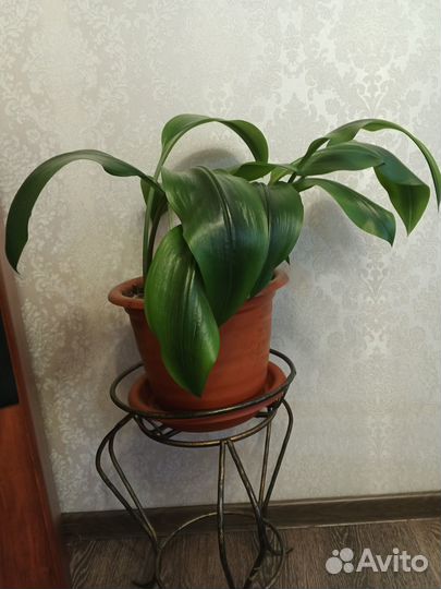 Домашниие цветы