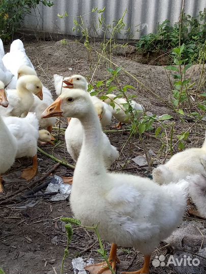 Гуси, Гусята