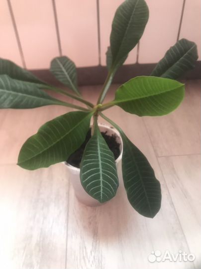 Молочай беложильчатый