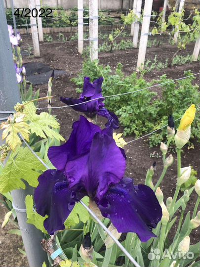 Ирис одноцветный