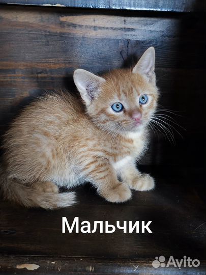 Отдам котят в добрые руки