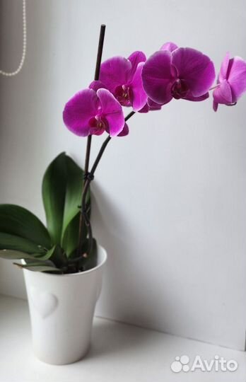 Орхидея фаленопсис