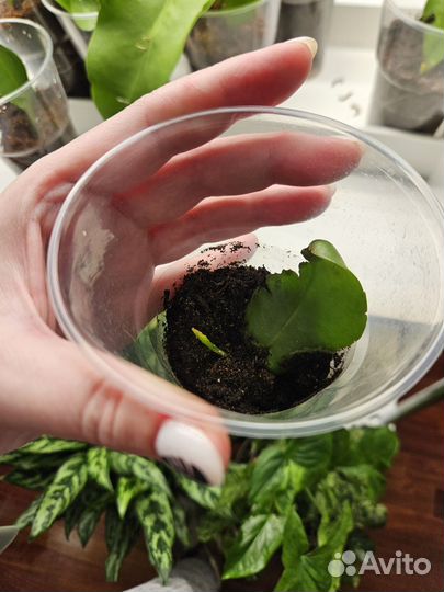 Эпифиллум оксипеталум Царица ночи