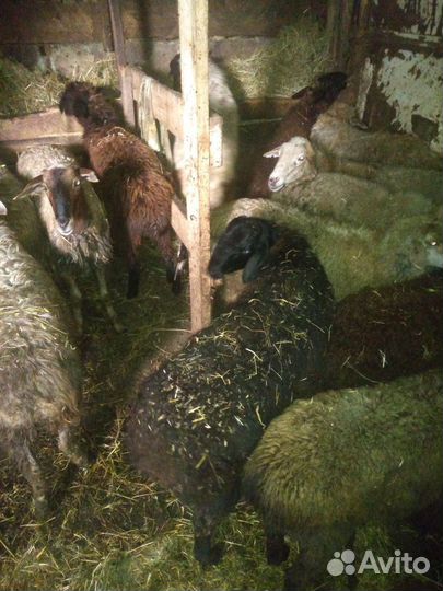 Овцы бараны