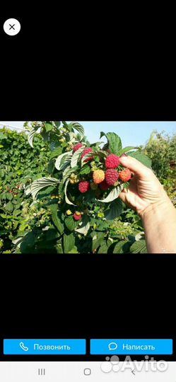 Ремонтантная малина