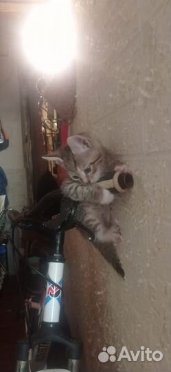 Котенок-тигрёнок