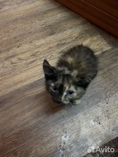 Отдам котенка
