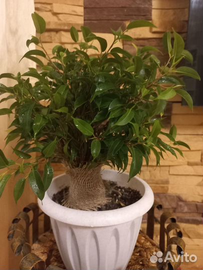 Фикус бенджамина /сортовые