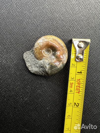 Окаменелости аммониты