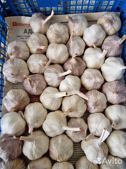 Семена чеснока