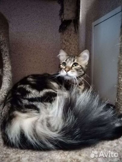 Сибирские котята