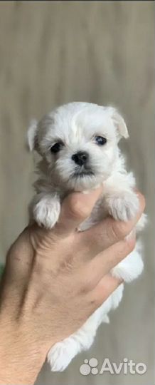 Щенки мальтезе мини