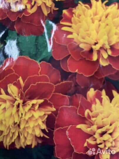 Бархатцы Семена 2023г