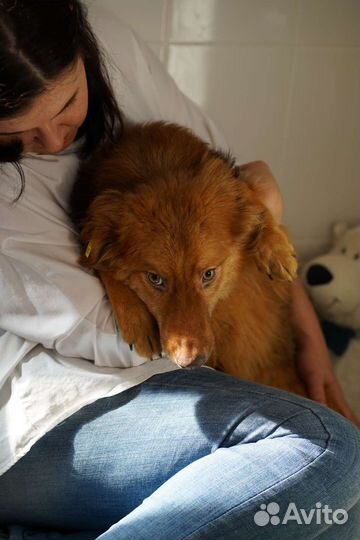 Собака в добрые руки