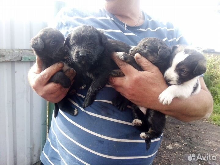 Метисы немецкой овчарки