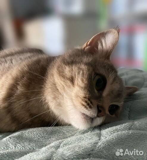 Кошка вязка