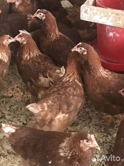 Куры несушки