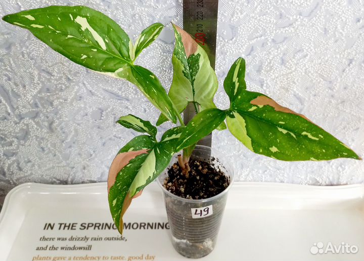 Сингониум, рипсалис, сциндапсус, филодендрон