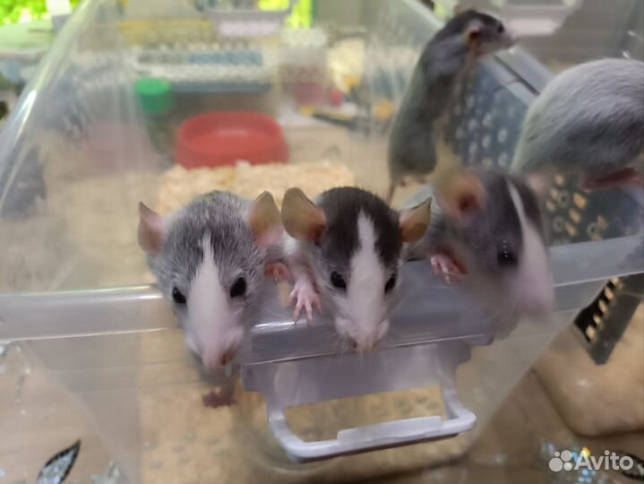 Крыски Хаски Дамбо серебро