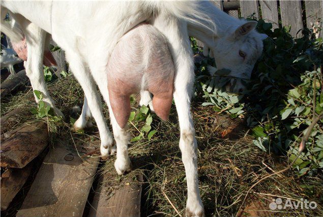 Козы козлята зааненские нубийские альпийские чешск