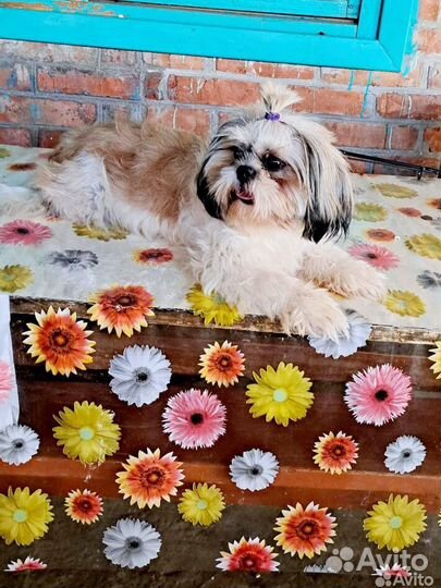 Ши-тцу девочка