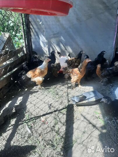 Цыплята и куры брама