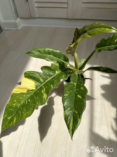 Филодендрон ринг оф файер