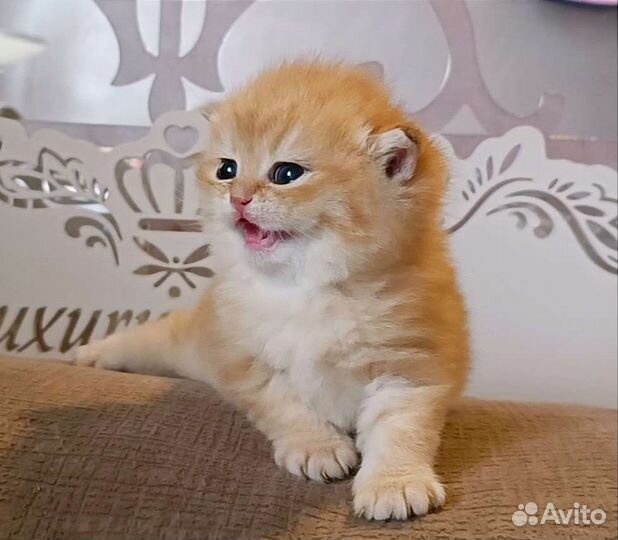 Котята золотая шиншилла