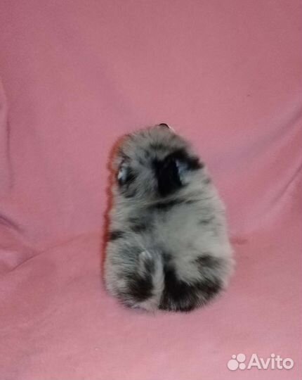 Эксклюзивные малыши