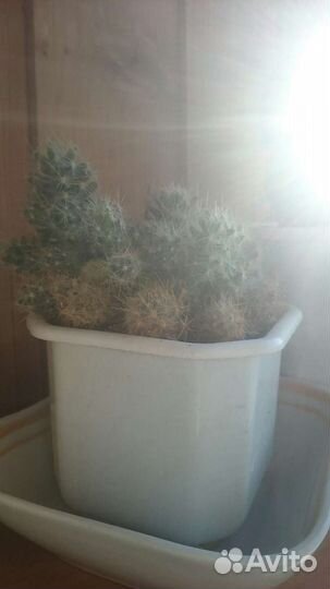 Кактус цветочное кашпо горшок