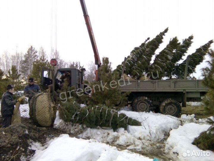 Крупномер (дерево) Кедр Сибирский 320-370см