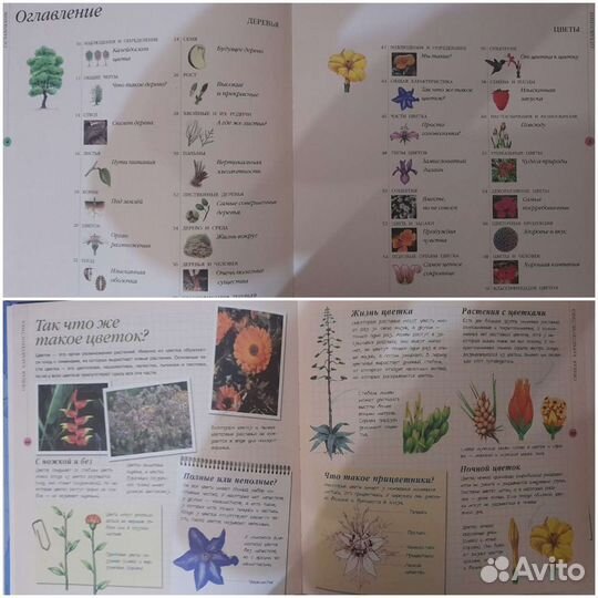 Энциклопедия Растения