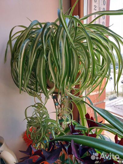 Хлорофитум бонни кучерявый