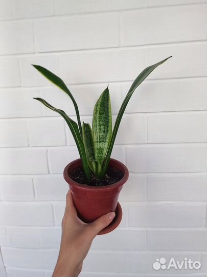 Сансевиерия