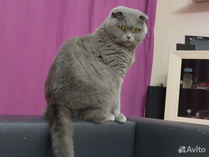 Кошачьи усы