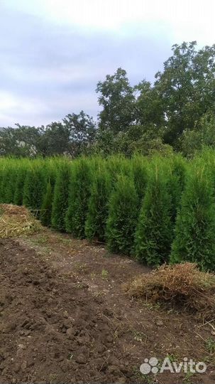 Туя колумна