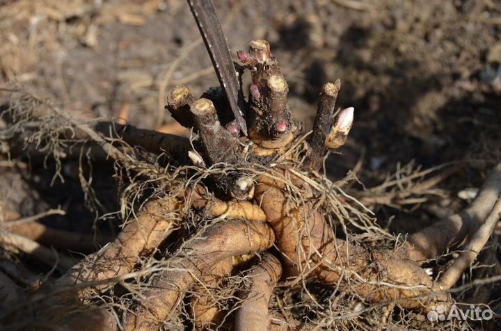 Корни пиона махрового белый и розовый