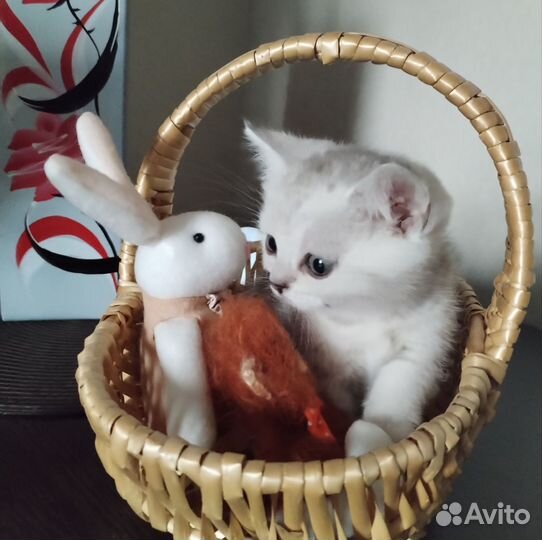 Шотландские котята серебристая шиншилла