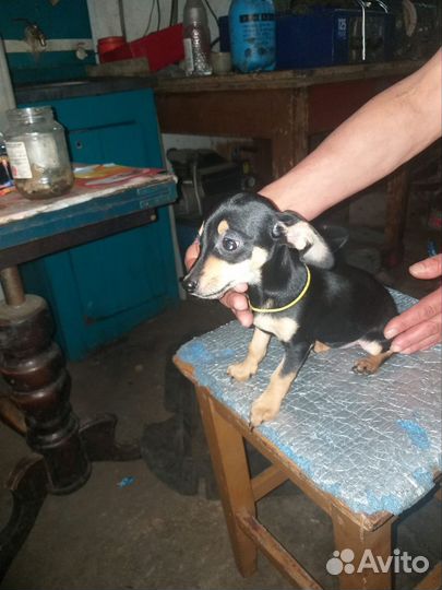 Чивини девочки