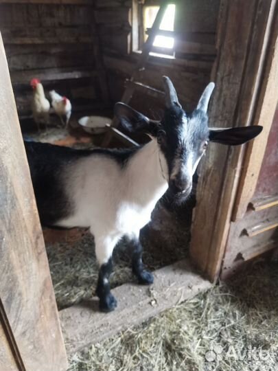Козлы молоденькие