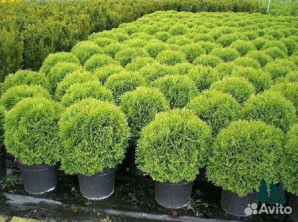 Туя шаровидная артикул t-9040