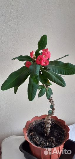 Малочай цветущий