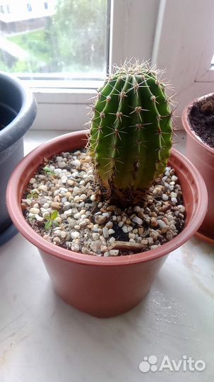 Кактусы бесплатно