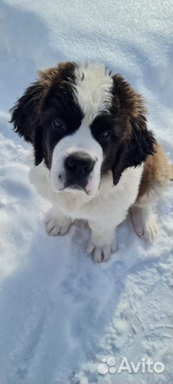 Щенок кобель сенбернара