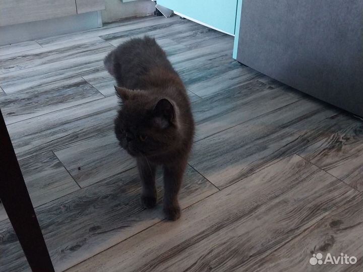 Отдам в добрые руки