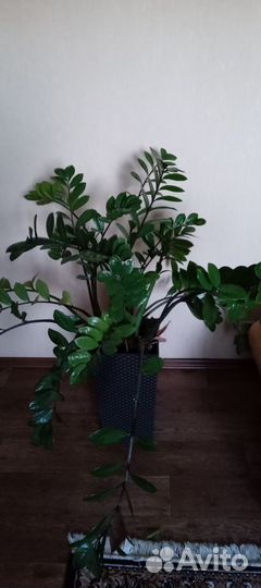 Комнатные растения цветы