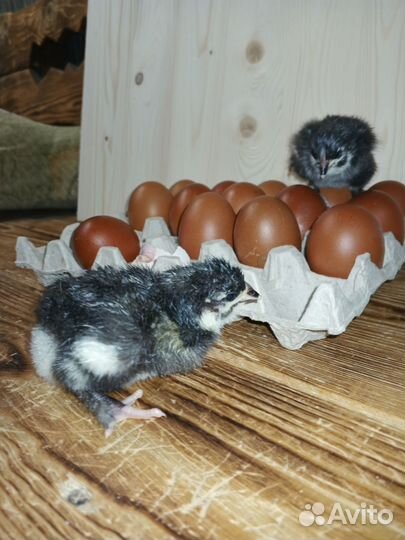 Цыплята черно медный маран