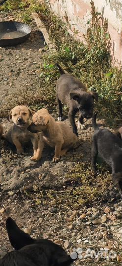 Щенки в добрые руки