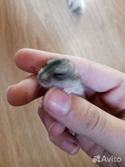 Хомяк маленький