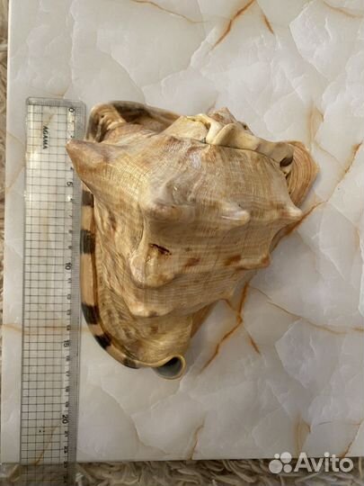 Морские ракушки раковины среднего размера